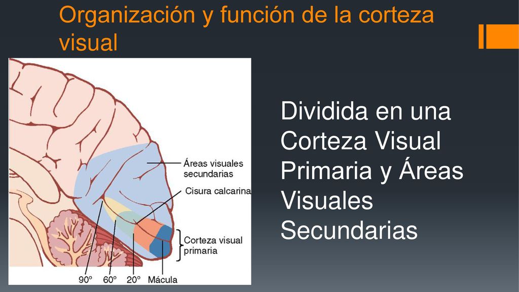 Organización y función de la corteza visual