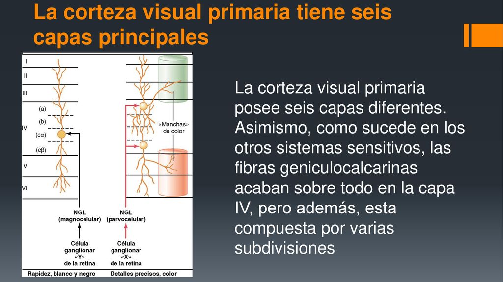 La corteza visual primaria tiene seis capas principales