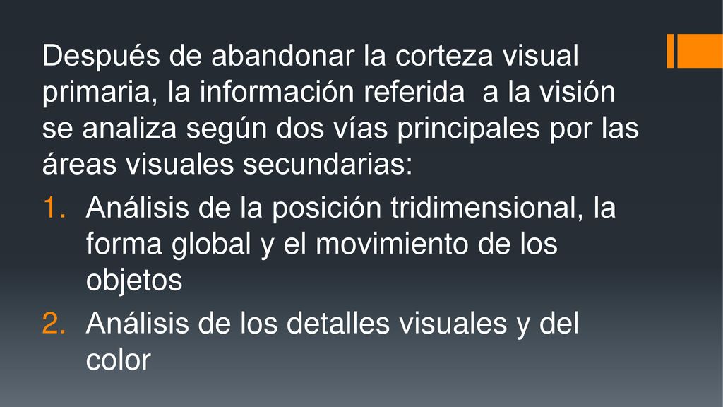 Después de abandonar la corteza visual primaria, la información referida a la visión se analiza según dos vías principales por las áreas visuales secundarias: