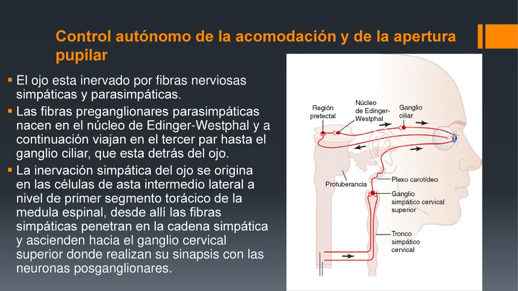 Control autónomo de la acomodación y de la apertura pupilar