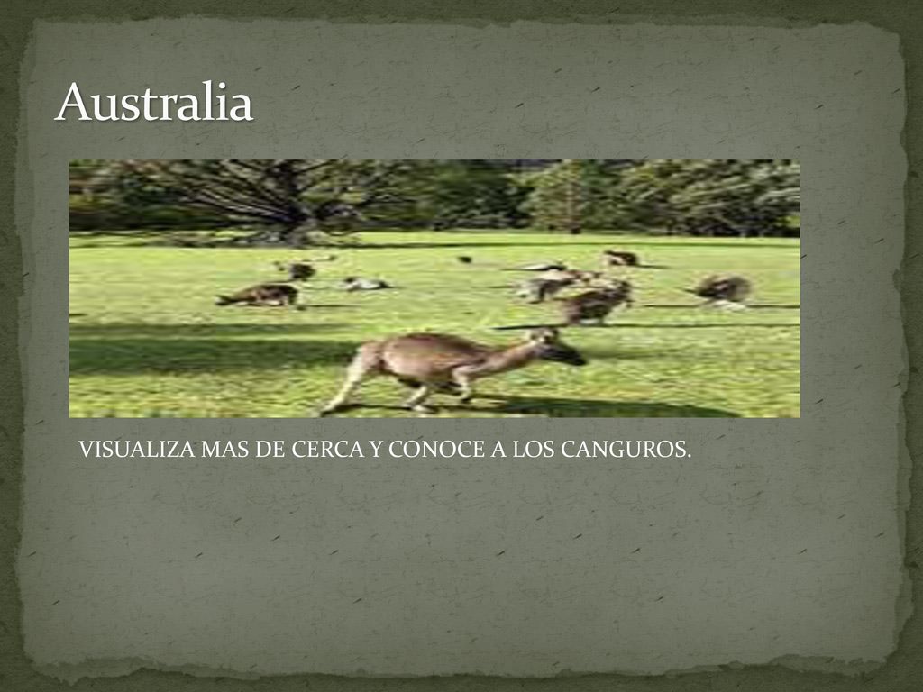 Australia VISUALIZA MAS DE CERCA Y CONOCE A LOS CANGUROS.