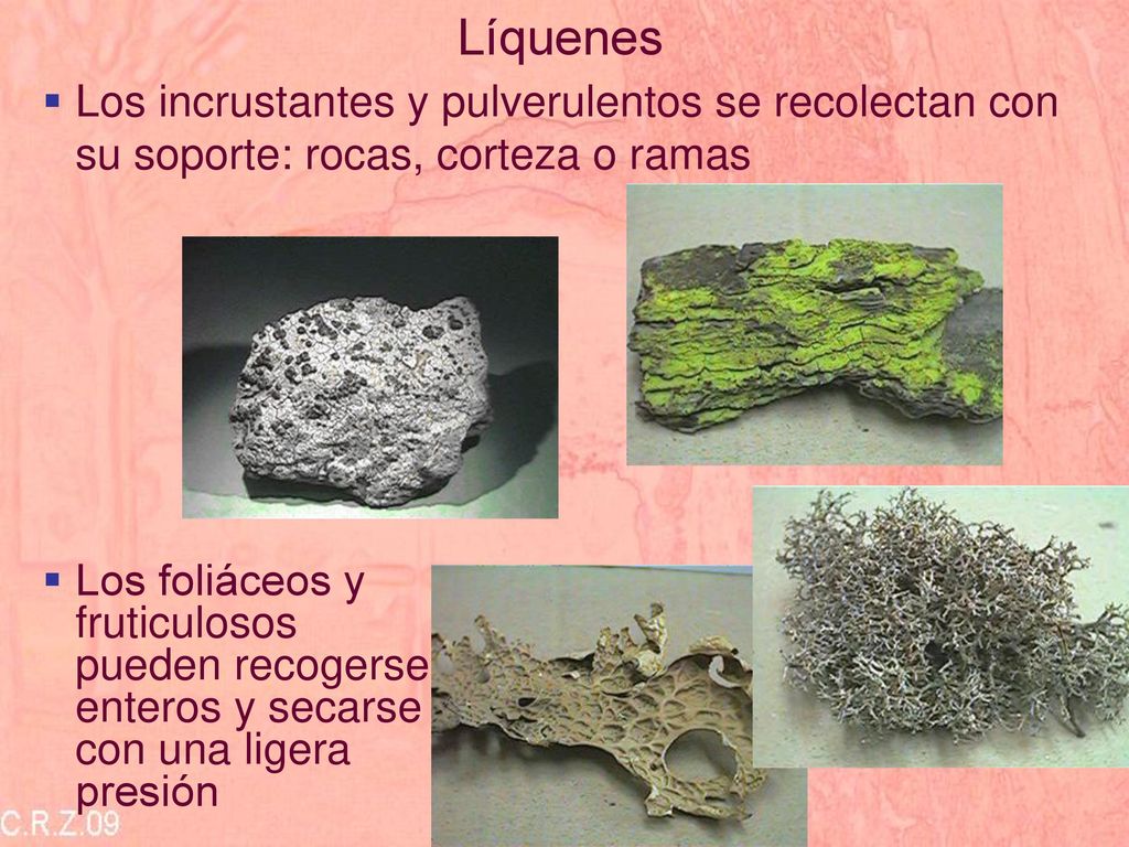 Líquenes Los incrustantes y pulverulentos se recolectan con su soporte: rocas, corteza o ramas.