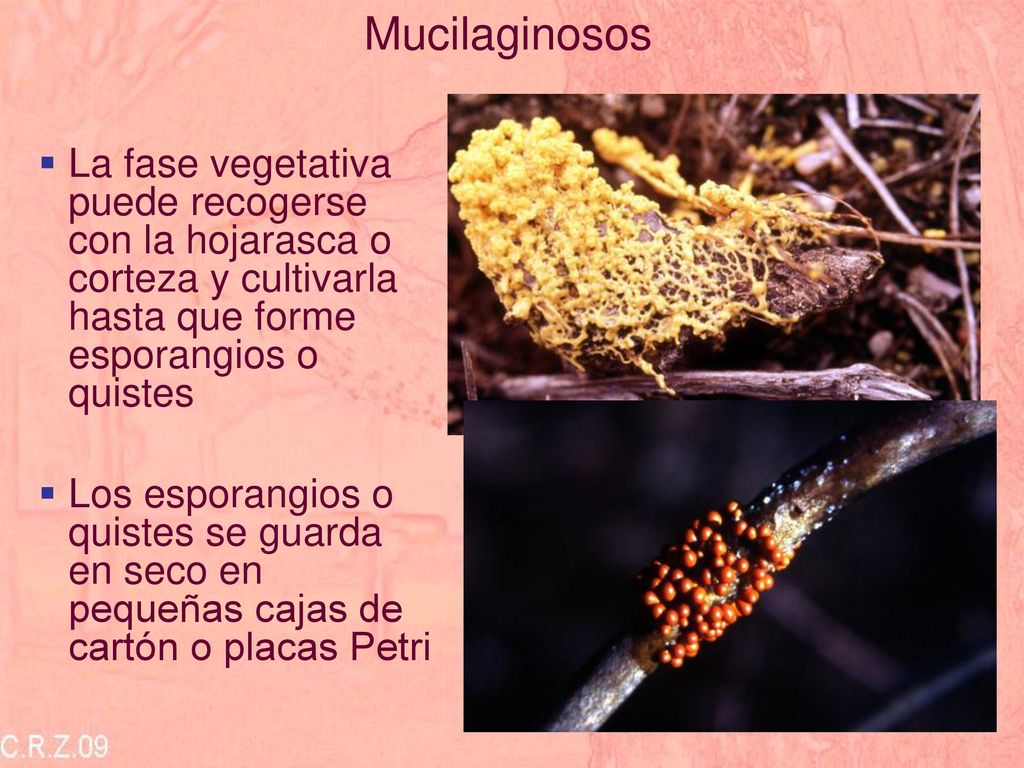 Mucilaginosos La fase vegetativa puede recogerse con la hojarasca o corteza y cultivarla hasta que forme esporangios o quistes.