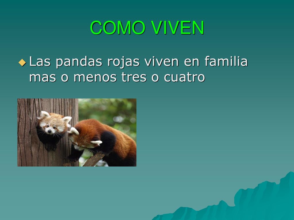 COMO VIVEN Las pandas rojas viven en familia mas o menos tres o cuatro
