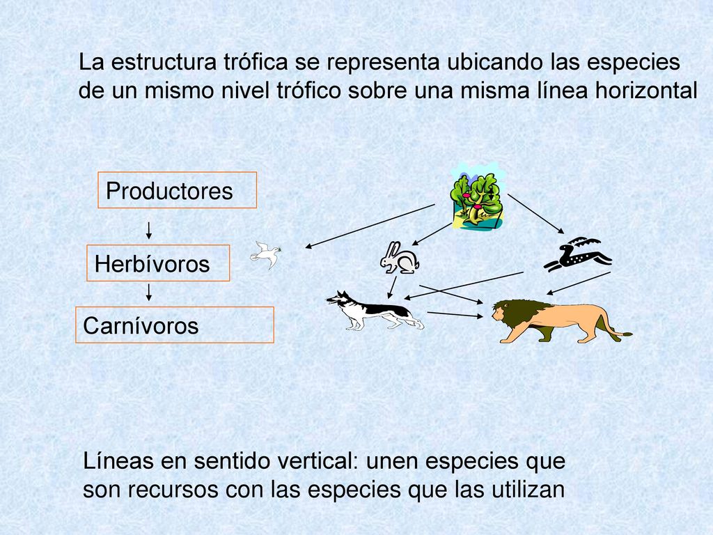 La estructura trófica se representa ubicando las especies de un mismo nivel trófico sobre una misma línea horizontal