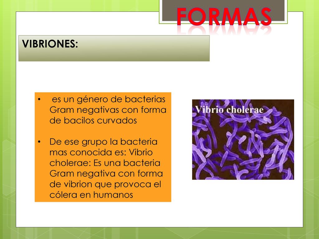 FORMAS VIBRIONES: es un género de bacterias Gram negativas con forma de bacilos curvados.