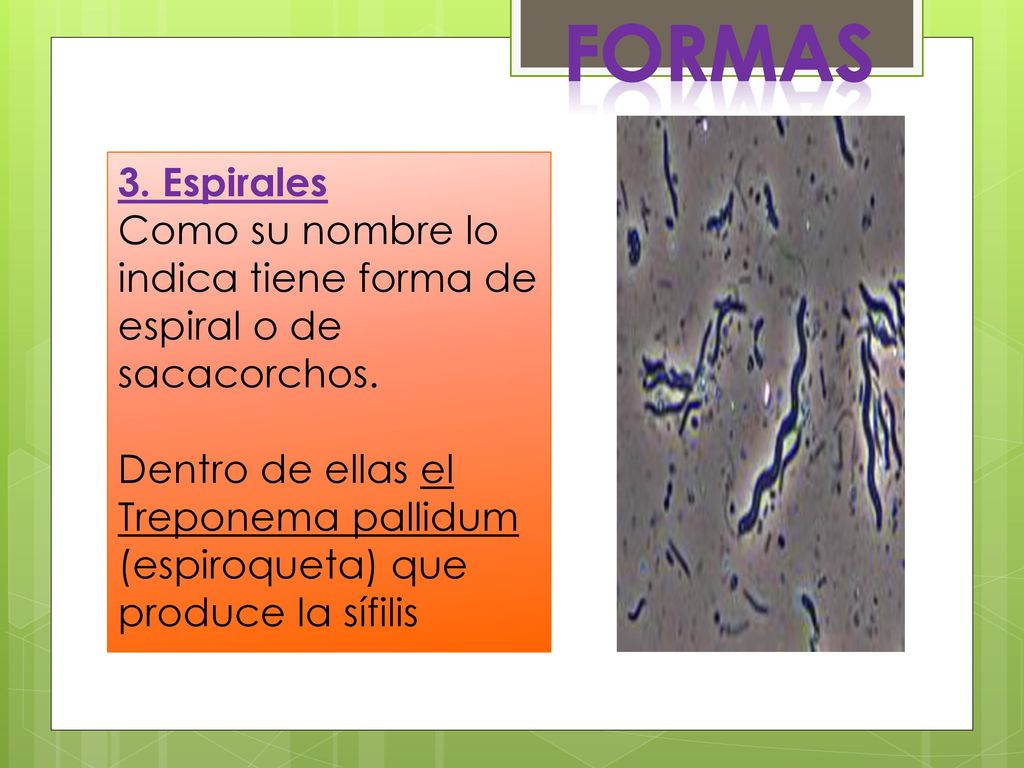 FORMAS 3. Espirales. Como su nombre lo indica tiene forma de espiral o de sacacorchos.