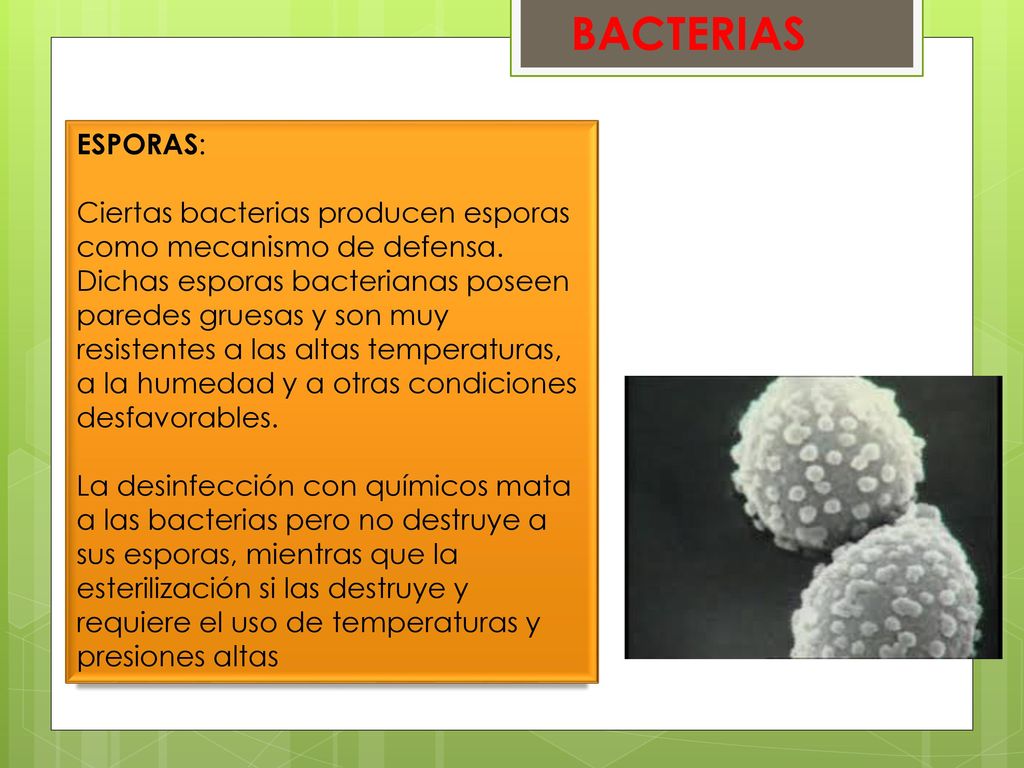 BACTERIAS ESPORAS: Ciertas bacterias producen esporas como mecanismo de defensa.