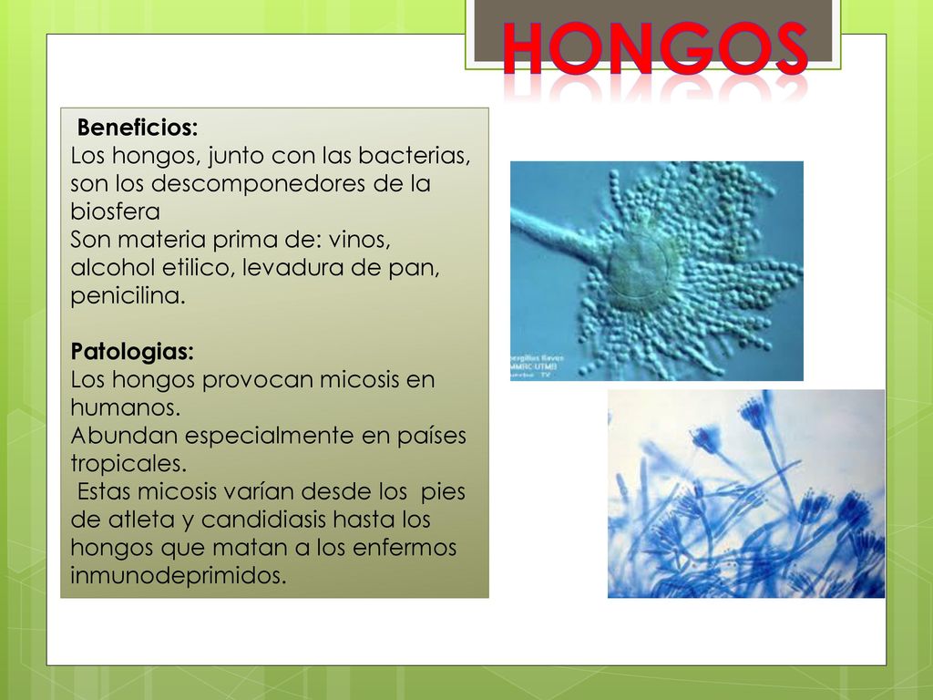 HONGOS Beneficios: Los hongos, junto con las bacterias, son los descomponedores de la biosfera.