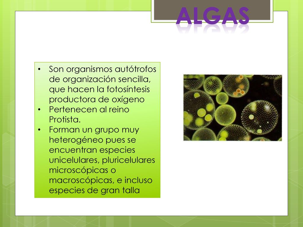 algas Son organismos autótrofos de organización sencilla, que hacen la fotosíntesis productora de oxígeno.