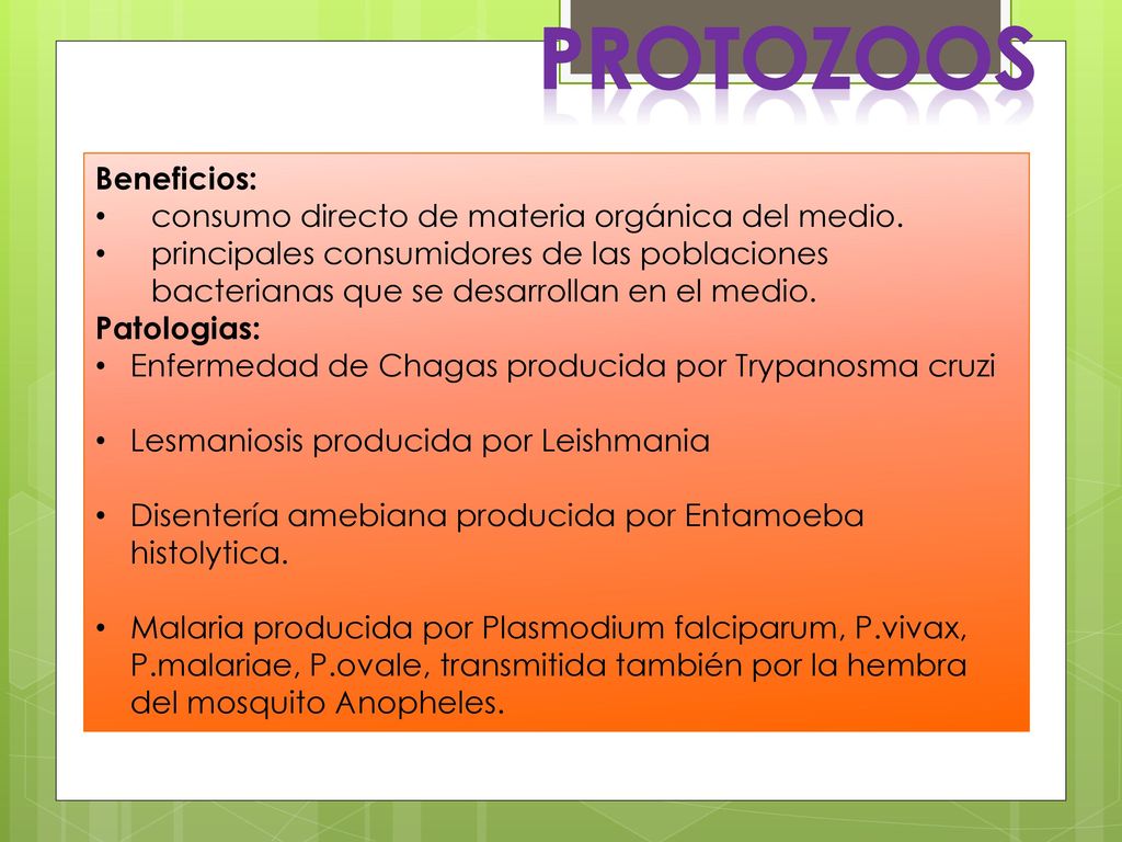 PROTOZOOS Beneficios: consumo directo de materia orgánica del medio.