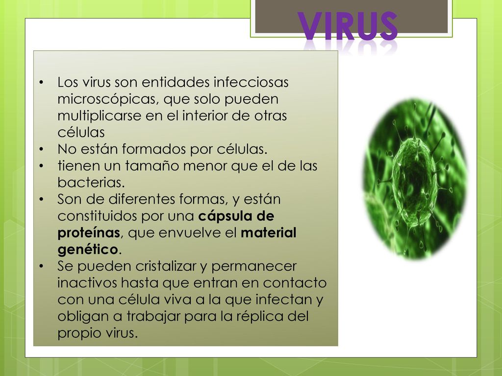 VIRUS Los virus son entidades infecciosas microscópicas, que solo pueden multiplicarse en el interior de otras células.