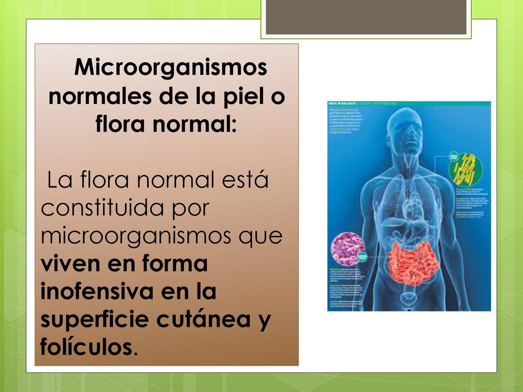 Microorganismos normales de la piel o flora normal: