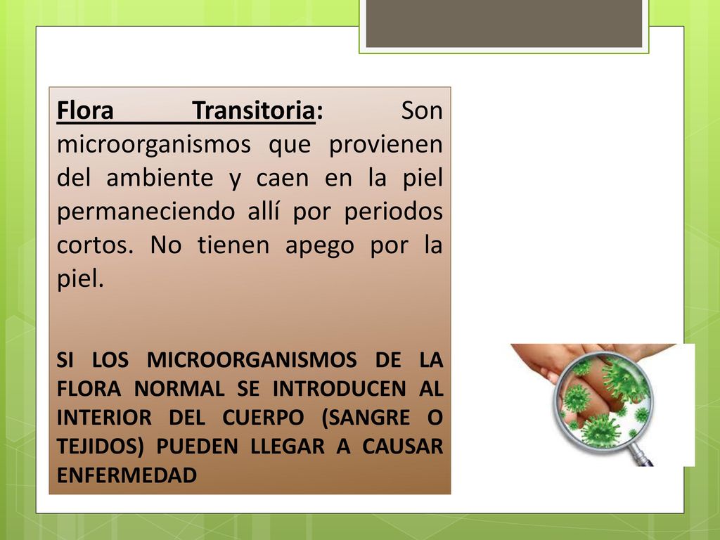 Flora Transitoria: Son microorganismos que provienen del ambiente y caen en la piel permaneciendo allí por periodos cortos. No tienen apego por la piel.