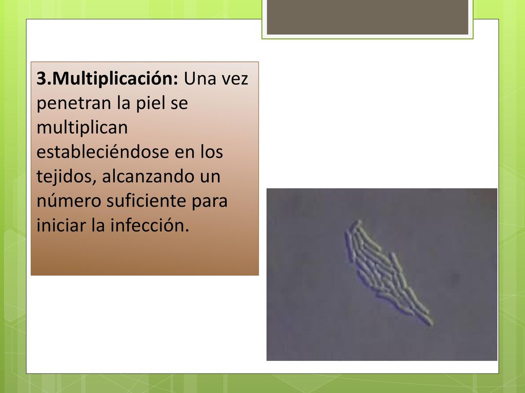 3.Multiplicación: Una vez penetran la piel se multiplican estableciéndose en los tejidos, alcanzando un número suficiente para iniciar la infección.