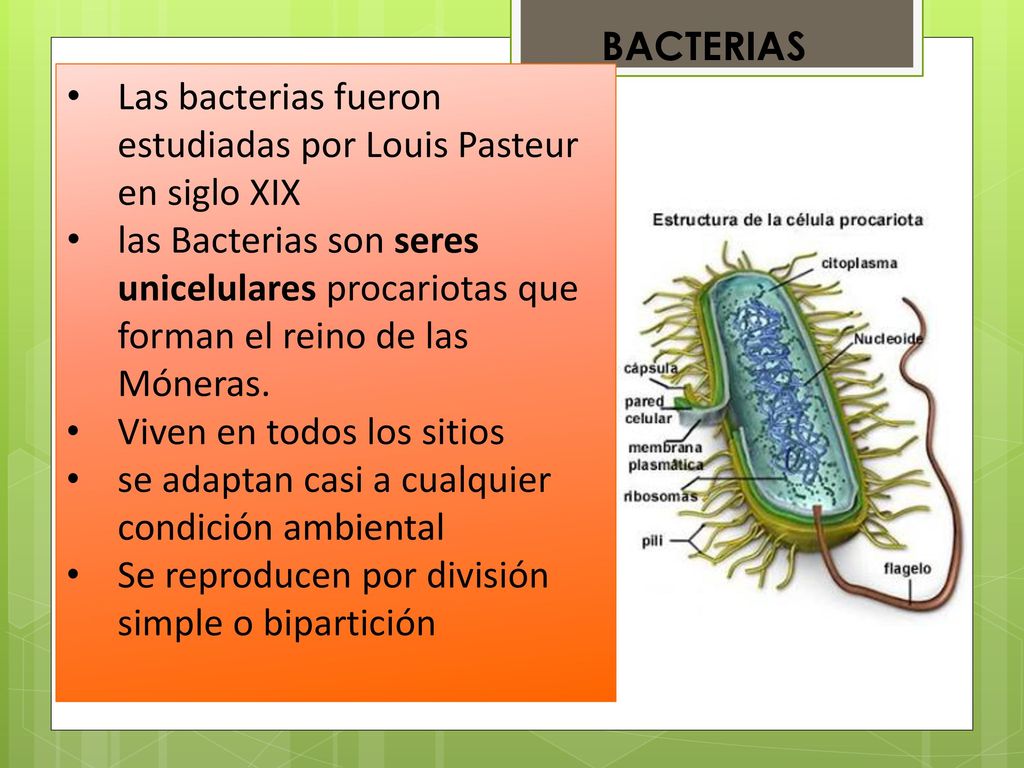Las bacterias fueron estudiadas por Louis Pasteur en siglo XIX