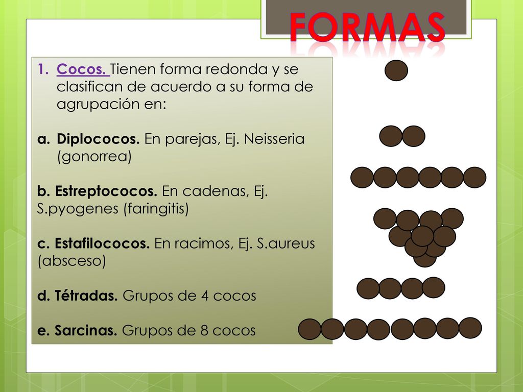 FORMAS Cocos. Tienen forma redonda y se clasifican de acuerdo a su forma de agrupación en: Diplococos. En parejas, Ej. Neisseria (gonorrea)