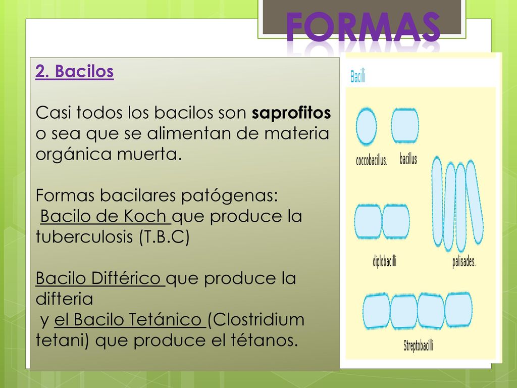 FORMAS 2. Bacilos. Casi todos los bacilos son saprofitos o sea que se alimentan de materia orgánica muerta.