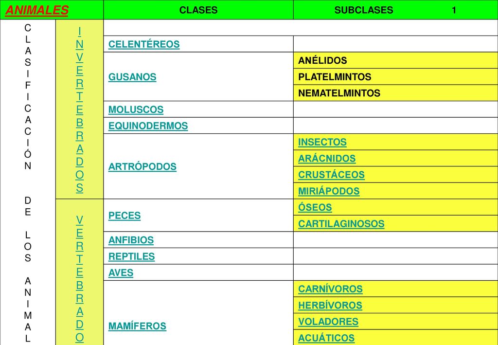 ANIMALES I N V E R T E B R A D O S V E R T E B R A D O S CLASES