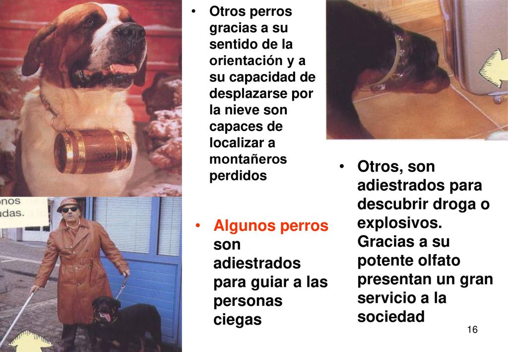 Algunos perros son adiestrados para guiar a las personas ciegas