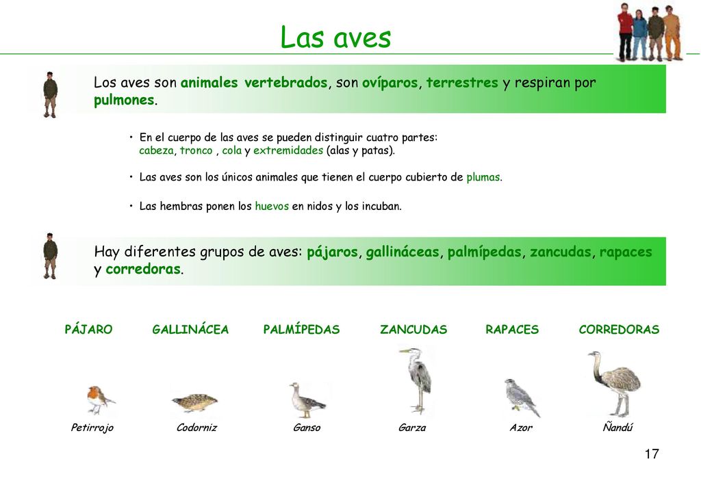 Las aves Los aves son animales vertebrados, son ovíparos, terrestres y respiran por pulmones.