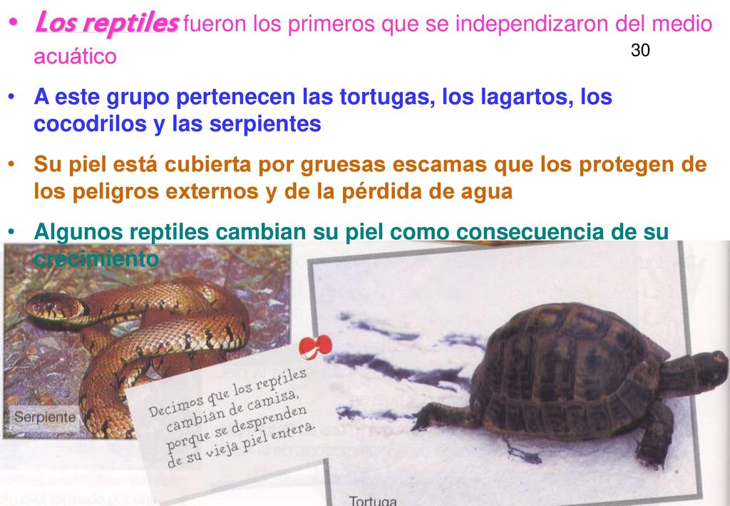 Los reptiles fueron los primeros que se independizaron del medio acuático