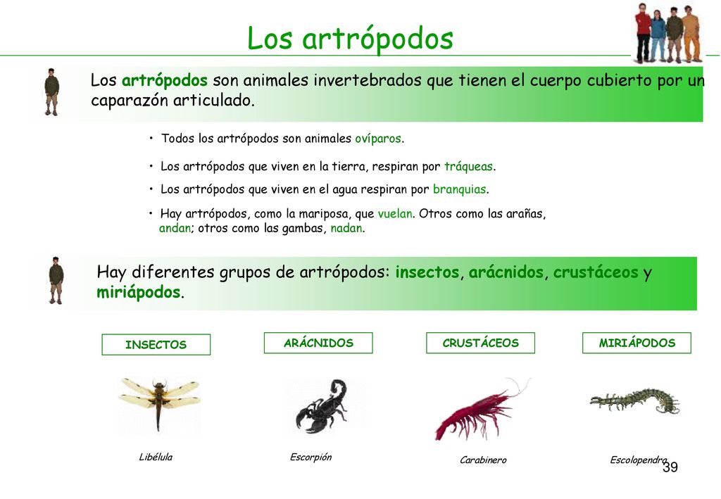Los artrópodos Los artrópodos son animales invertebrados que tienen el cuerpo cubierto por un caparazón articulado.