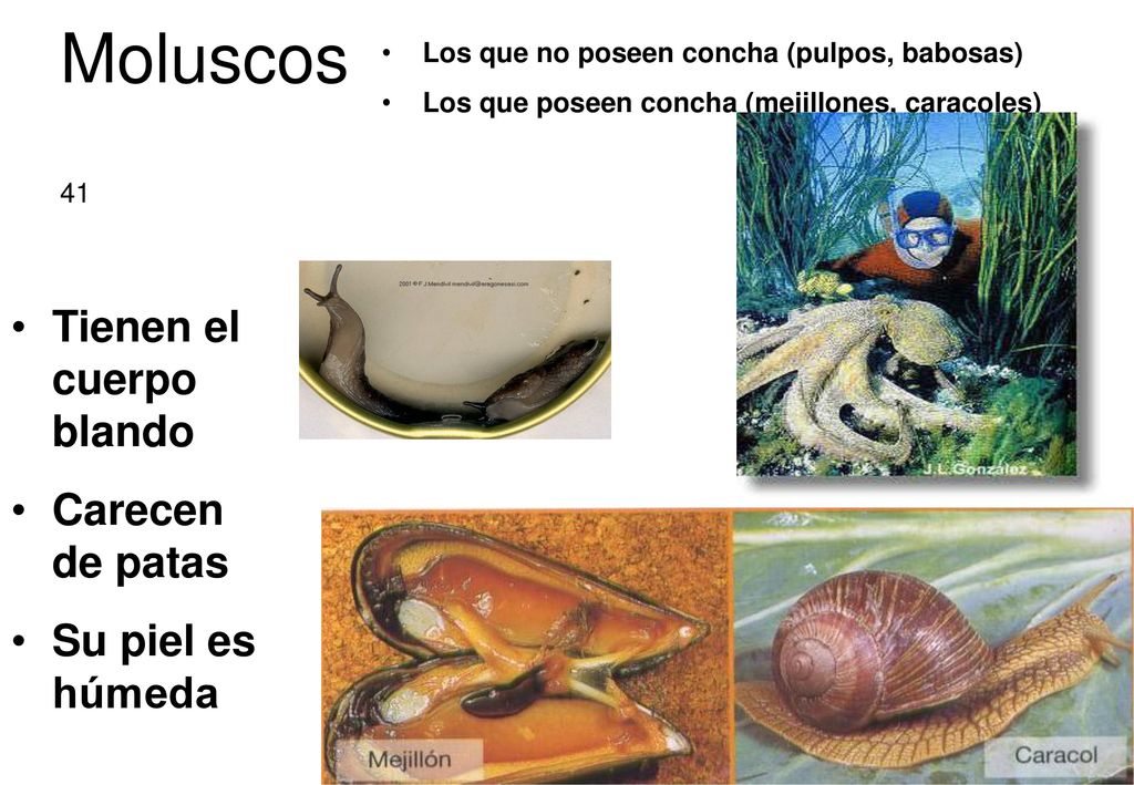 Moluscos Tienen el cuerpo blando Carecen de patas Su piel es húmeda