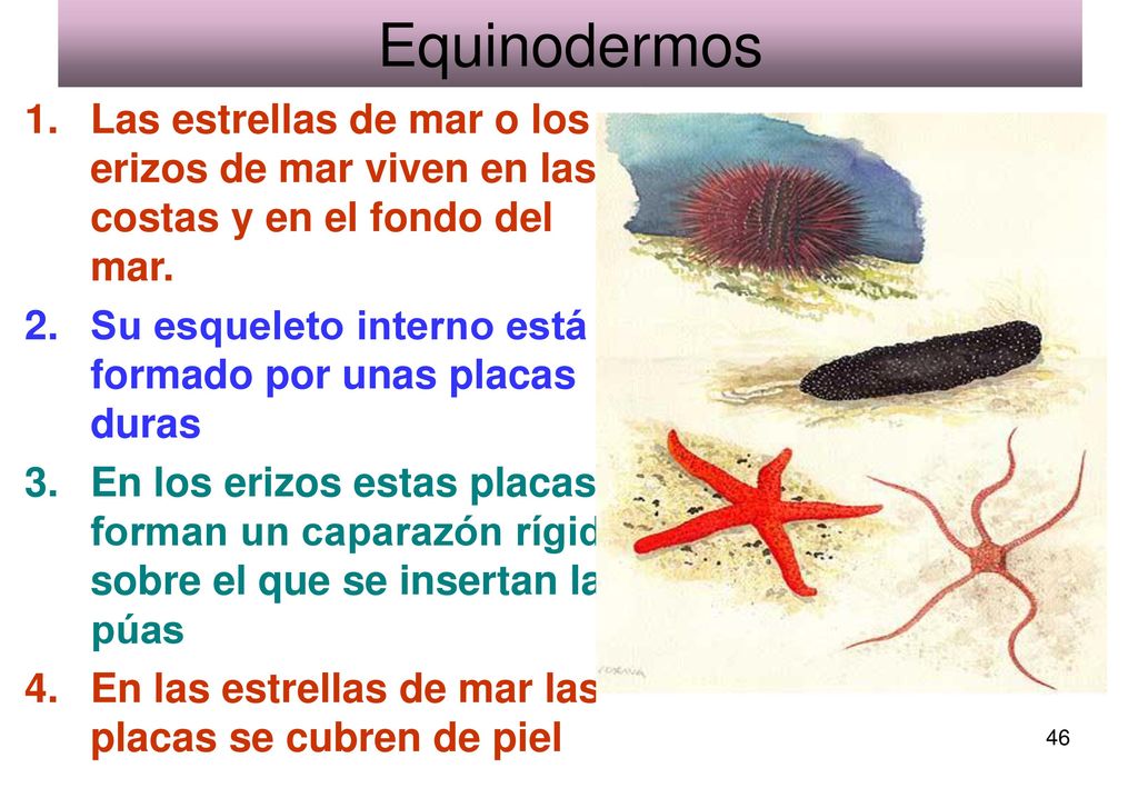 Equinodermos Las estrellas de mar o los erizos de mar viven en las costas y en el fondo del mar.