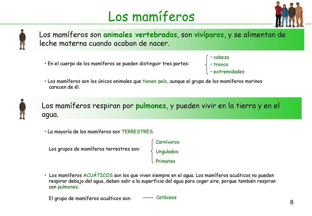 Los mamíferos Los mamíferos son animales vertebrados, son vivíparos, y se alimentan de leche materna cuando acaban de nacer.