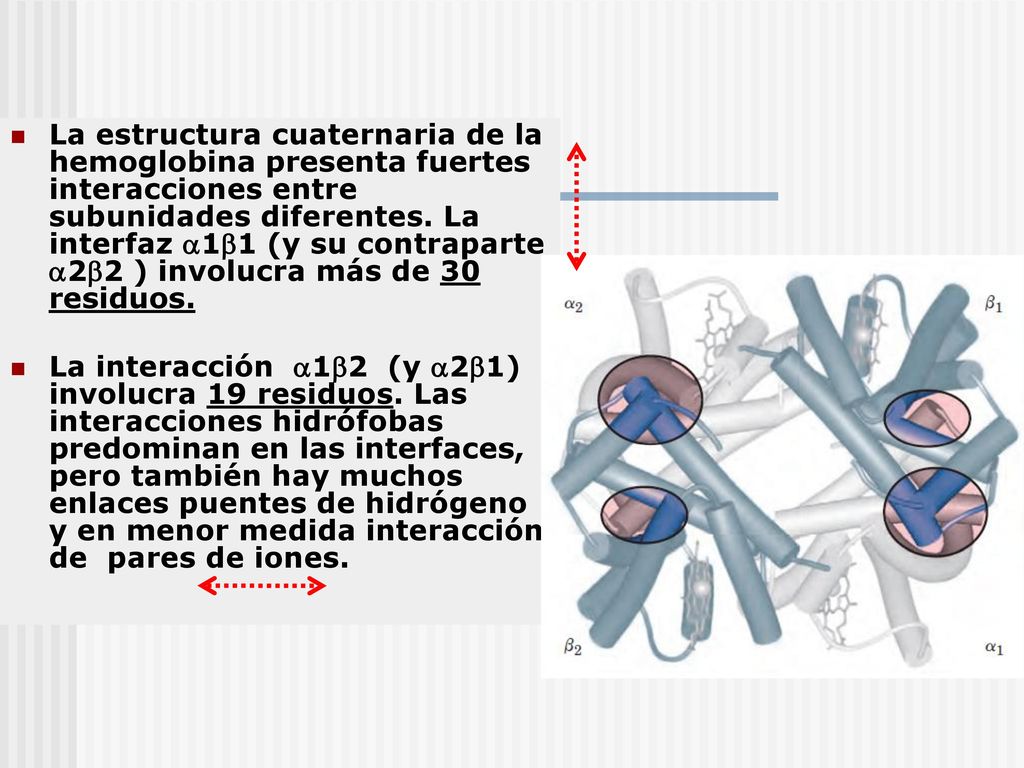 La estructura cuaternaria de la hemoglobina presenta fuertes interacciones entre subunidades diferentes. La interfaz 11 (y su contraparte 22 ) involucra más de 30 residuos.