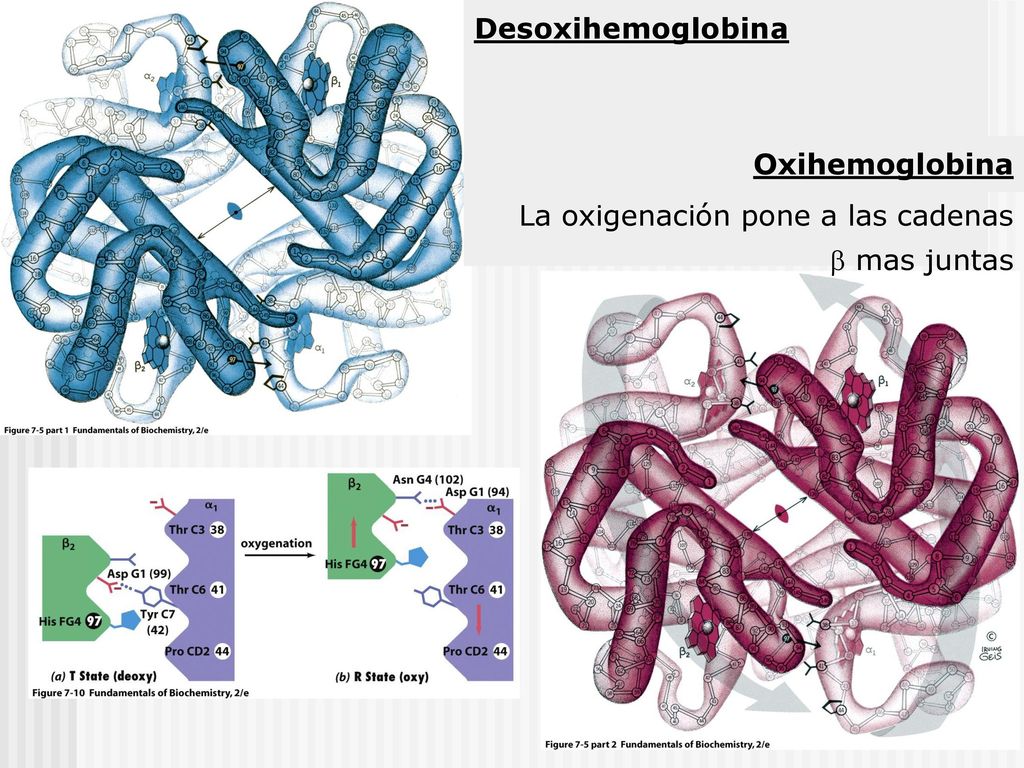 Desoxihemoglobina Oxihemoglobina La oxigenación pone a las cadenas  mas juntas