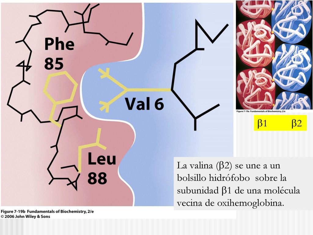 1 2 La valina (2) se une a un bolsillo hidrófobo sobre la subunidad 1 de una molécula vecina de oxihemoglobina.