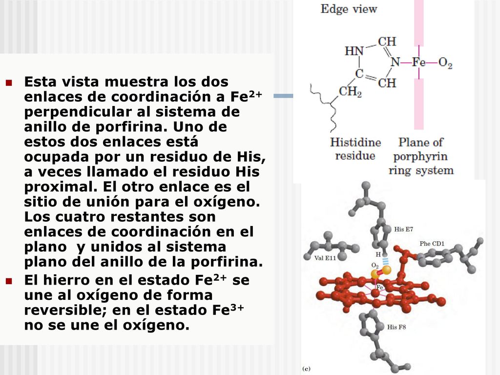 Esta vista muestra los dos enlaces de coordinación a Fe2+ perpendicular al sistema de anillo de porfirina. Uno de estos dos enlaces está ocupada por un residuo de His, a veces llamado el residuo His proximal. El otro enlace es el sitio de unión para el oxígeno. Los cuatro restantes son enlaces de coordinación en el plano y unidos al sistema plano del anillo de la porfirina.