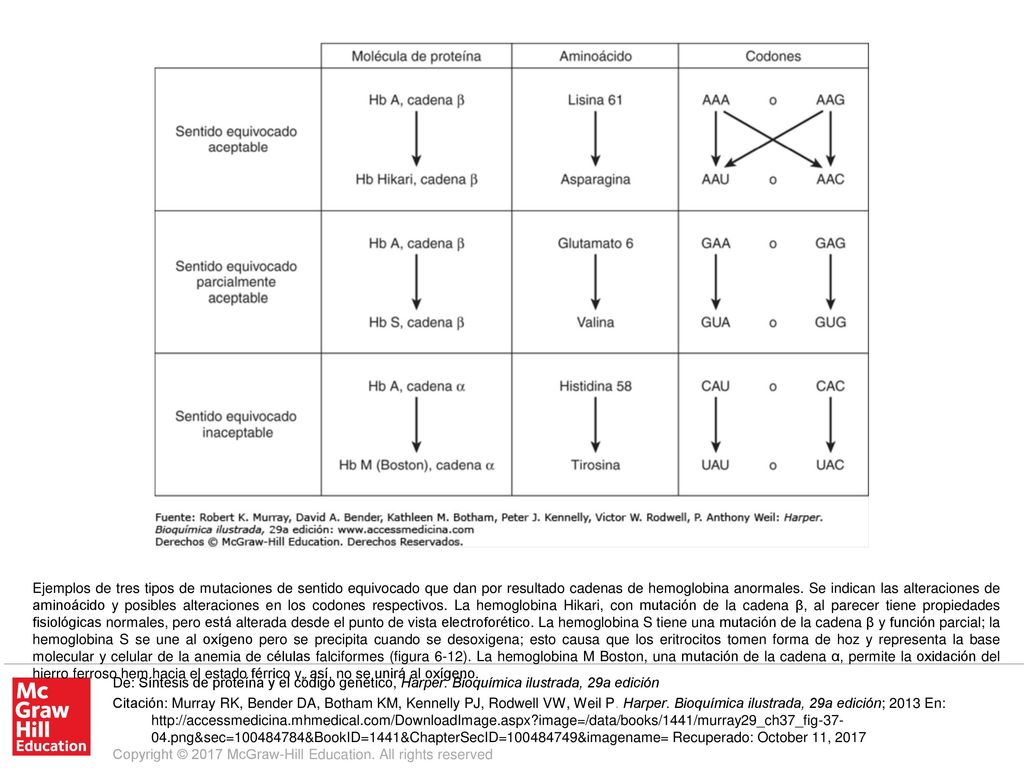 Ejemplos de tres tipos de mutaciones de sentido equivocado que dan por resultado cadenas de hemoglobina anormales. Se indican las alteraciones de aminoácido y posibles alteraciones en los codones respectivos. La hemoglobina Hikari, con mutación de la cadena β, al parecer tiene propiedades fisiológicas normales, pero está alterada desde el punto de vista electroforético. La hemoglobina S tiene una mutación de la cadena β y función parcial; la hemoglobina S se une al oxígeno pero se precipita cuando se desoxigena; esto causa que los eritrocitos tomen forma de hoz y representa la base molecular y celular de la anemia de células falciformes (figura 6-12). La hemoglobina M Boston, una mutación de la cadena α, permite la oxidación del hierro ferroso hem hacia el estado férrico y, así, no se unirá al oxígeno.