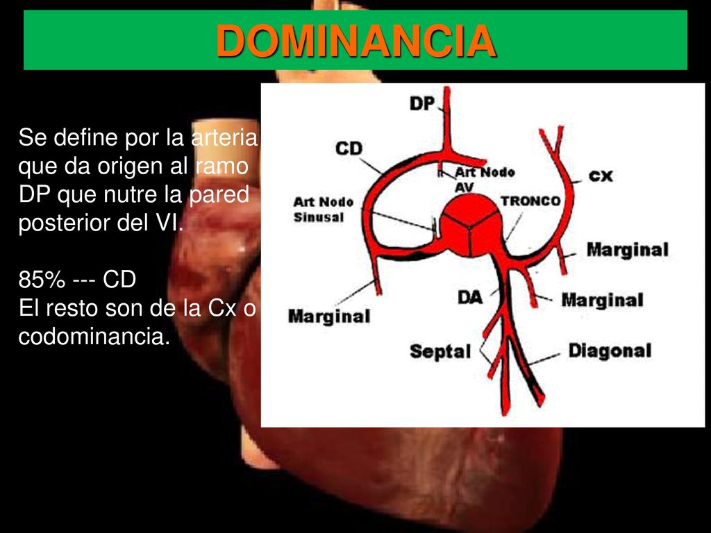 DOMINANCIA Se define por la arteria que da origen al ramo DP que nutre la pared posterior del VI. 85% --- CD.