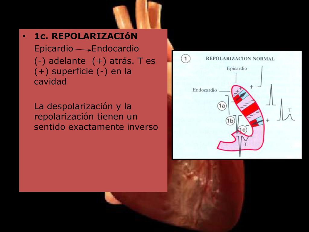 1c. REPOLARIZACIóN Epicardio Endocardio. (-) adelante (+) atrás. T es (+) superficie (-) en la cavidad.