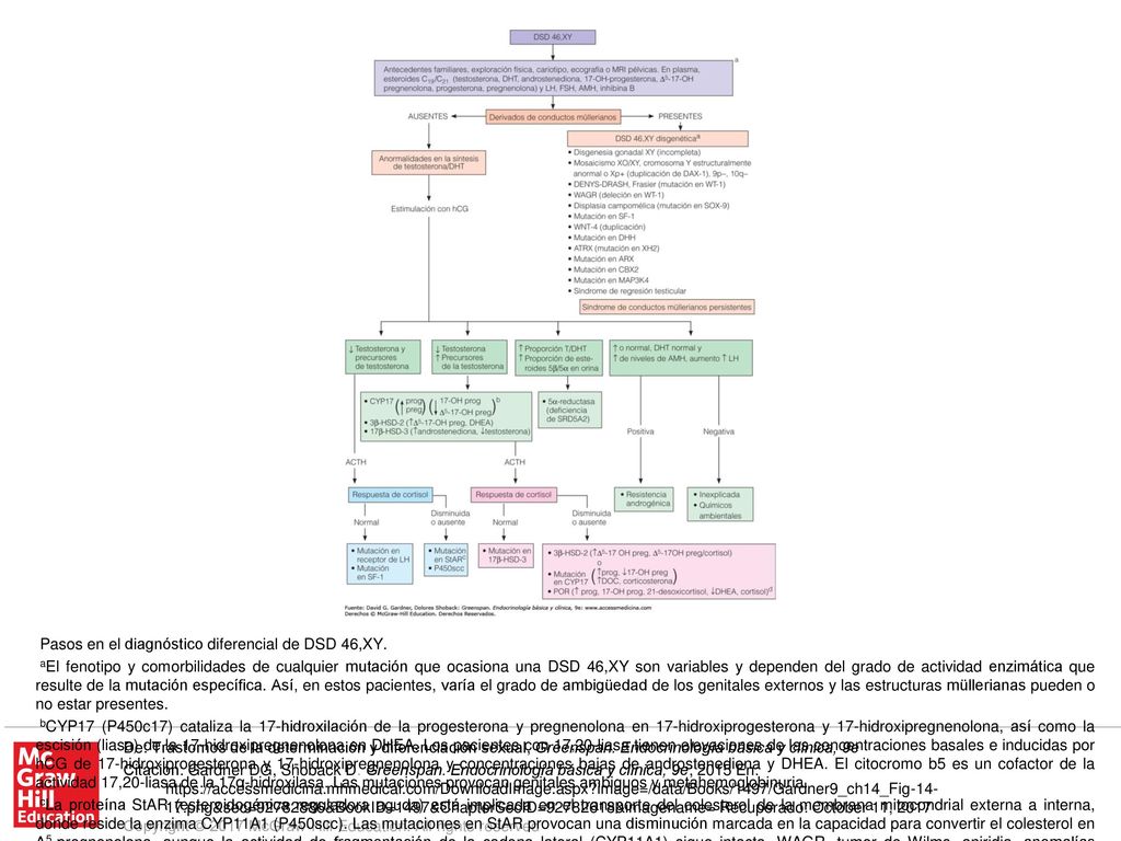 dPOR, P450 oxidorreductasa; el patrón esteroideo definitivo para POR es variable dependiendo de la gravedad de la mutación en POR y su especificidad para una de las tres P450 con las que interactúa. No obstante, las concentraciones de 17-OH-progesterona se encuentran invariablemente elevadas en línea base y después de ACTH. Las concentraciones de cortisol se ven inhibidas ante la estimulación con ACTH. Muchos pacientes también manifiestan el fenotipo Antley-Bixler; la virilización en las mujeres afectadas no progresa después del nacimiento; in utero se debe a la actividad deficiente de aromatasa de la placenta. (Modificada de Grumbach MM, Hughes IA, Conte FA. Disorders of sex differentiation. En: Larsen PR, et al., eds. Williams Textbook of Endocrinology. 10th ed. W.B. Saunders, 2003.)