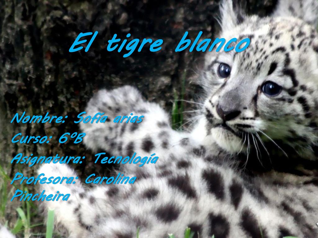 El tigre blanco Nombre: Sofía arias Curso: 6ºB Asignatura: Tecnología
