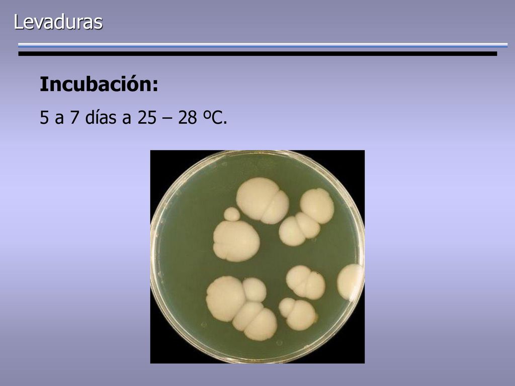 Levaduras Incubación: 5 a 7 días a 25 – 28 ºC.