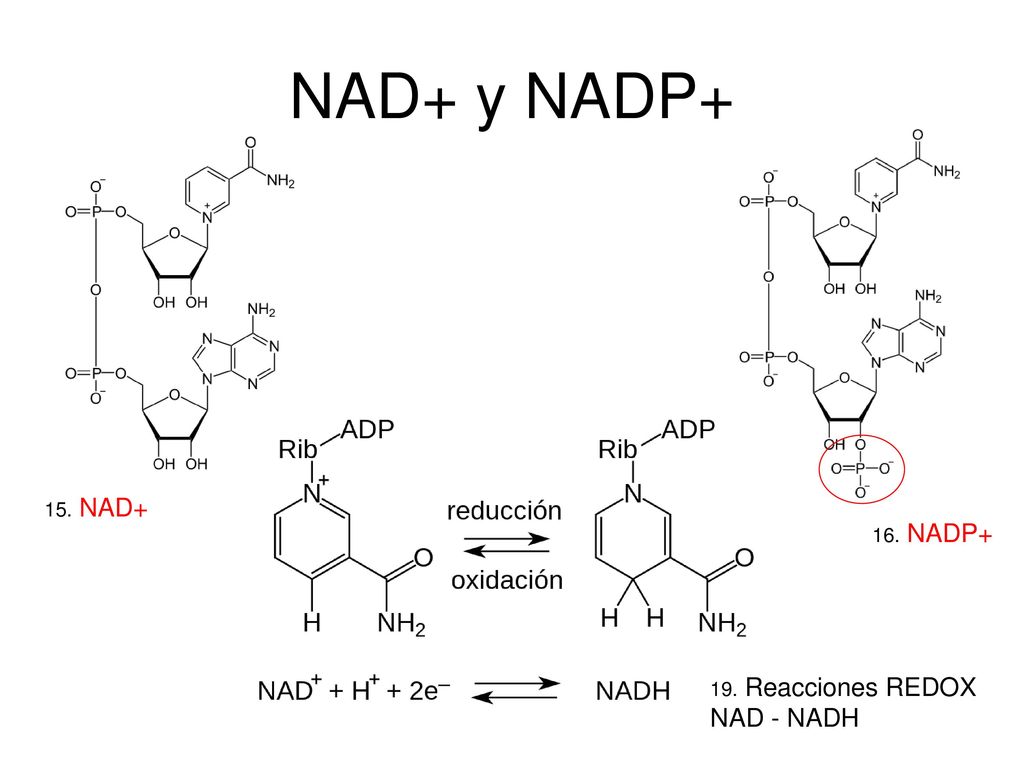 NAD+ y NADP+ 15. NAD+ 16. NADP+ 19. Reacciones REDOX NAD - NADH