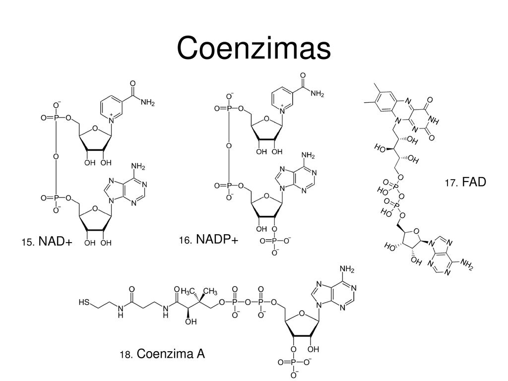 Coenzimas 17. FAD 15. NAD+ 16. NADP+ 18. Coenzima A