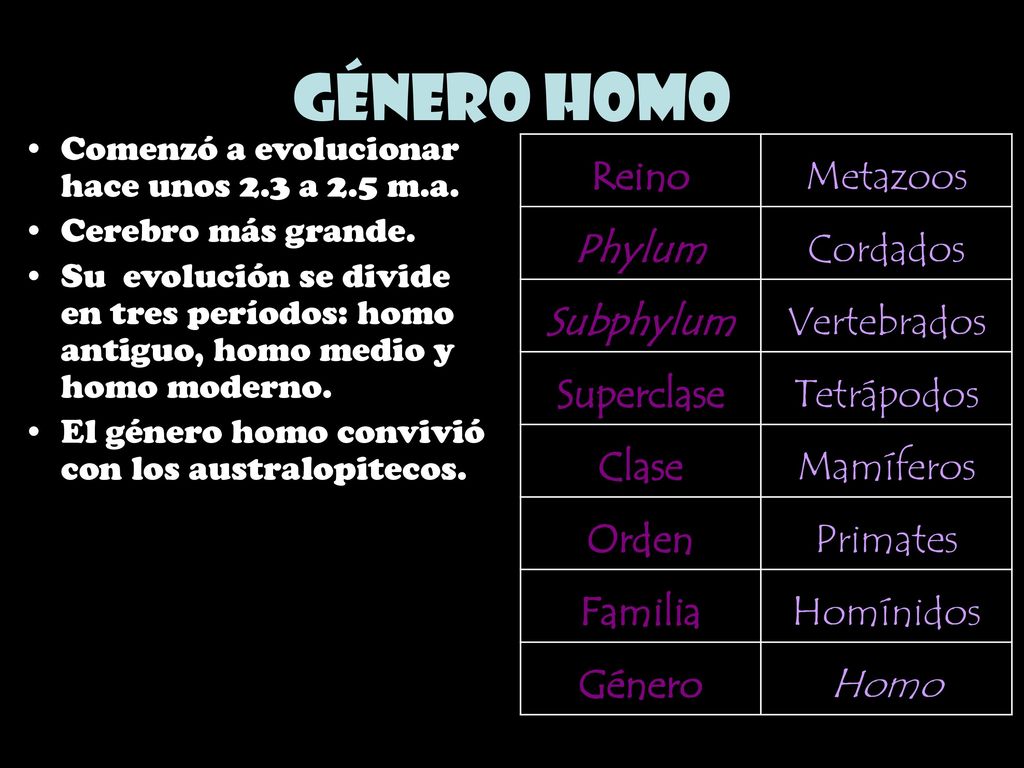 Género Homo Reino Metazoos Phylum Cordados Subphylum Vertebrados