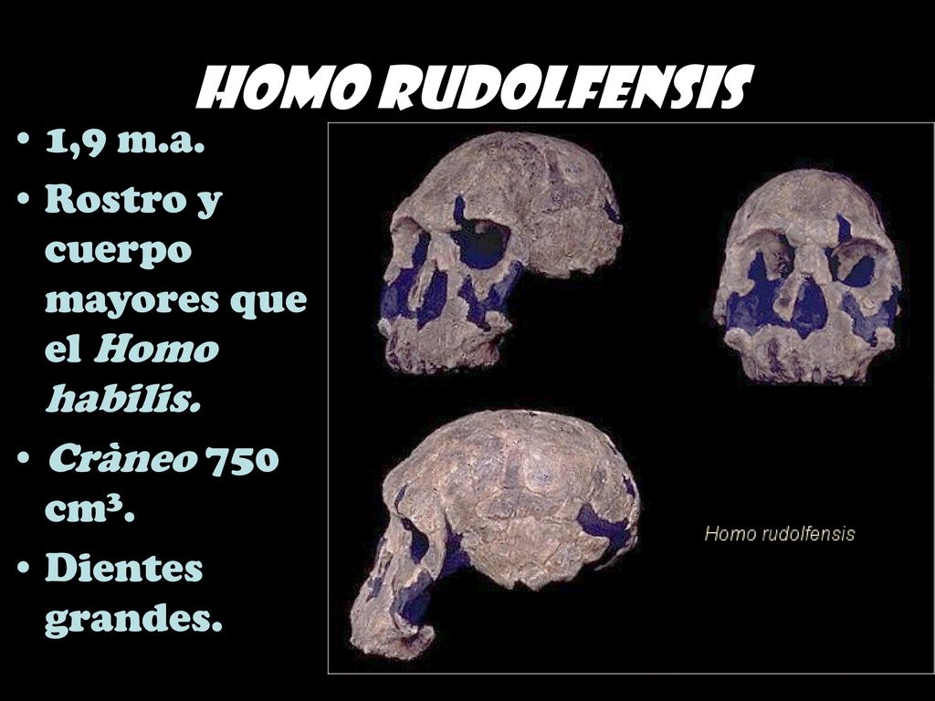 Homo rudolfensis 1,9 m.a. Rostro y cuerpo mayores que el Homo habilis.