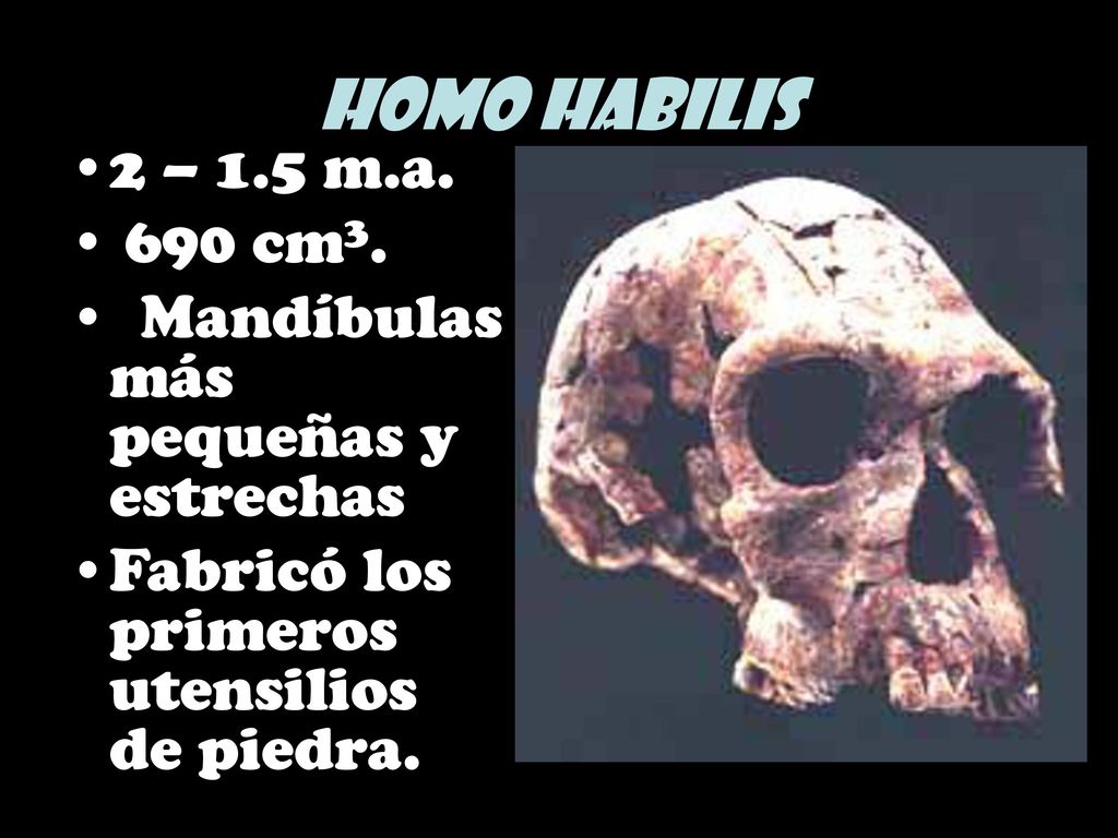 Homo habilis 2 – 1.5 m.a. 690 cm3. Mandíbulas más pequeñas y estrechas