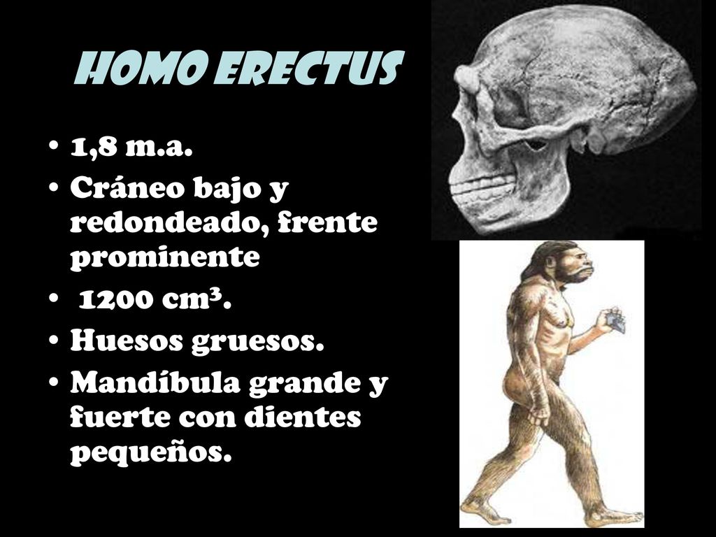 Homo erectus 1,8 m.a. Cráneo bajo y redondeado, frente prominente
