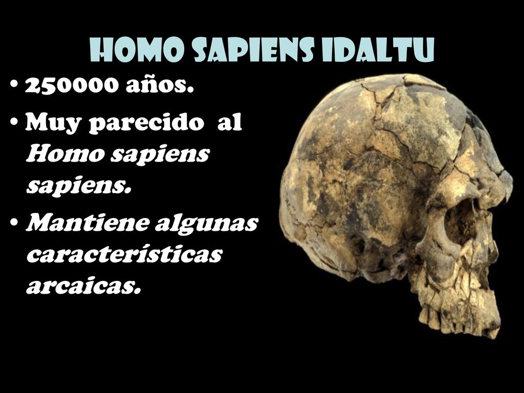 Homo sapiens idaltu años. Muy parecido al Homo sapiens sapiens.