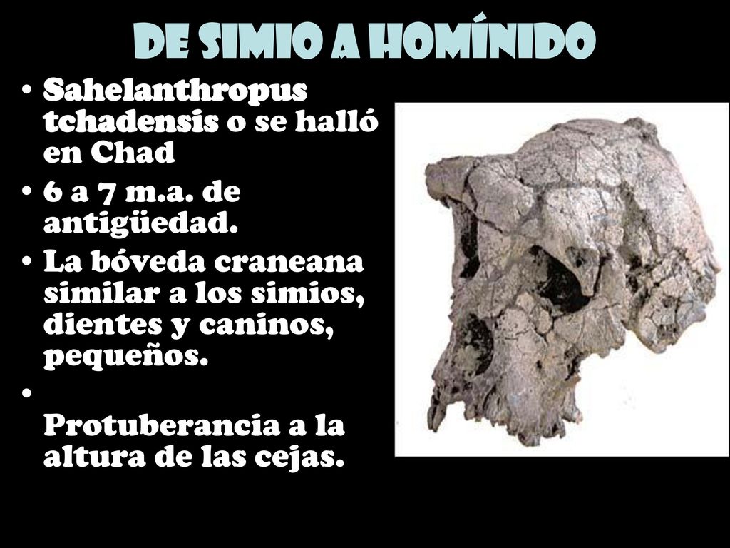 De simio a homínido Sahelanthropus tchadensis o se halló en Chad