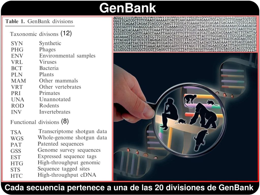 Cada secuencia pertenece a una de las 20 divisiones de GenBank