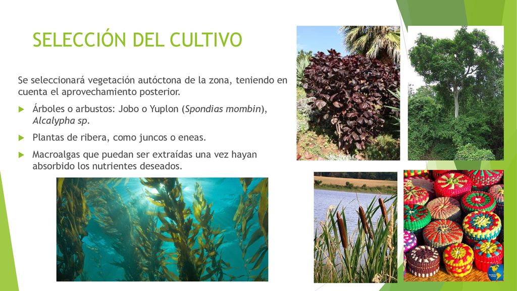 SELECCIÓN DEL CULTIVO Se seleccionará vegetación autóctona de la zona, teniendo en cuenta el aprovechamiento posterior.